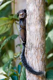 Weid's black-tufted-ear Marmoset, Camacã, Bahia, Brazil, November 2008 - click for larger image