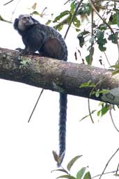 Weid's black-tufted-ear Marmoset, Camacã, Bahia, Brazil, March 2004 - click for larger image