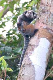 Weid's black-tufted-ear Marmoset, Camacã, Bahia, Brazil, March 2004 - click for larger image