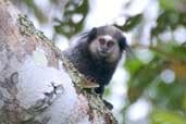 Weid's black-tufted-ear Marmoset, Camacã, Bahia, Brazil, March 2004 - click for larger image