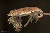 Nose-horned Chameleon, Perinet, Madagascar, November 2016 - click for larger image