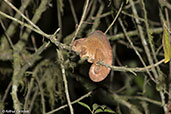 Nose-horned Chameleon, Ranomafana, Madagascar, November 2016 - click for larger image