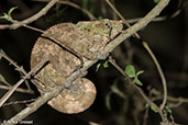 O'Shaughnessy's Chameleon, Ranomafana, Madagascar, November 2016 - click for larger image
