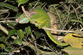 O'Shaughnessy's Chameleon, Ranomafana, Madagascar, November 2016 - click for larger image