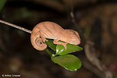 Baby Parson's Chameleon, Perinet, Madagascar, November 2016 - click for larger image