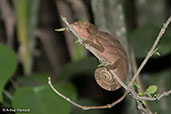 Parson's Chameleon, Ranomafana, Madagascar, November 2016 - click for larger image