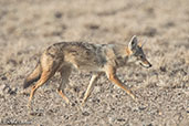 Golden Jackal, Alleghedi Plains, Ethiopia, January 2016 - click for larger image