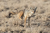 Golden Jackal, Alleghedi Plains, Ethiopia, January 2016 - click for larger image