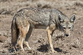 Golden Jackal, Alleghedi Plains, Ethiopia, January 2016 - click for larger image