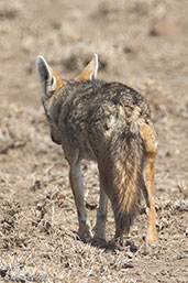 Golden Jackal, Alleghedi Plains, Ethiopia, January 2016 - click for larger image