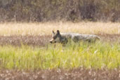 Wolf, Dezadeash Lake, Yukon, Canada, May 2009 - click for larger image