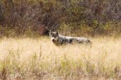 Wolf, Dezadeash Lake, Yukon, Canada, May 2009 - click for larger image