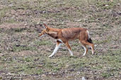 Ethiopian Wolf, Sanetti Plareau, Ethiopia, January 2016 - click for larger image