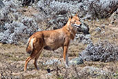 Ethiopian Wolf, Sanetti Plareau, Ethiopia, January 2016 - click for larger image
