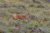 Female Roe Deer, near Kingussie, Invernessshire, Scotland, August 2005 - click for larger image