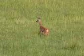 Female Roe Deer, Insh Marshes, near Kingussie, Invernessshire, Scotland, August 2005 - click for larger image