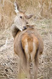 Female Roe Deer, Minsmere, Suffolk, England, March 2010 - click for larger image