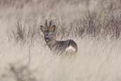 Male Roe Deer, Aberlady, East Lothian, Scotland, February 2004 - click for larger image