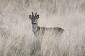 Male Roe Deer, Aberlady, East Lothian, Scotland, February 2004 - click for larger image