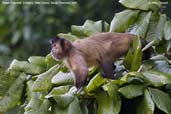 Brown Capuchin, Cristalino, mato Grosso, Brazil, December 2006 - click for larger image