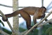 Brown Capuchin, Vila Bela de Santíssima Trindade, Mato Grosso, Brazil, March 2003 - click for larger image