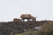 Red Deer, Loch Glencoul, Highlands, Scotland, May 2005 - click for larger image