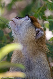 Patas Monkey, Mole NP, Ghana, June 2011 - click for larger image