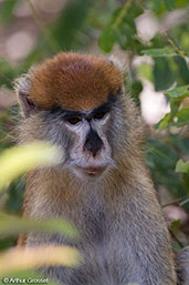 Patas Monkey, Mole NP, Ghana, June 2011 - click for larger image