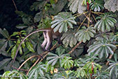 Spot-nosed Monkey, Kakum, Ghana, June 2011 - click for larger image