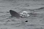 Basking Shark, Western Isles, Scotland, August 2003 - click for larger image