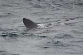Basking Shark, Western Isles, Scotland, August 2003 - click for larger image
