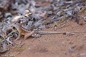 Three-eyed Lizard, Berenty Reserve, Madagascar, November 2016 - click for larger image