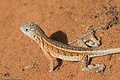 Three-eyed Lizard, Berenty Reserve, Madagascar, November 2016 - click for larger image