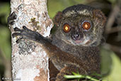 Crossley's Dwarf Lemur, Analamazaotra (Perinet), Madagascar, November 2016 - click for larger image