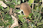 Crossley's Dwarf Lemur, Analamazaotra (Perinet), Madagascar, November 2016 - click for larger image