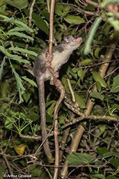 Fat-tailed Dwarf Lemur, Ankarafantsika, Madagascar, November 2016 - click for larger image