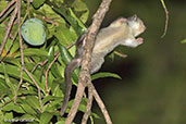 Fat-tailed Dwarf Lemur, Ankarafantsika, Madagascar, November 2016 - click for larger image