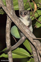 Fat-tailed Dwarf Lemur, Ankarafantsika, Madagascar, November 2016 - click for larger image