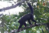 White-nosed Bearded Saki Monkey, Thaimaçu, Pará, Brazil, April 2003 - click for larger image