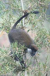 Bale Monkey, Hartenna Forest, Ethiopia, January 2016 - click for larger image
