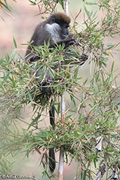 Bale Monkey, Hartenna Forest, Ethiopia, January 2016 - click for larger image