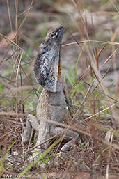 Frilled Lizard, Lakefield N.P., Queensland, Australia, November 2010 - click for larger image