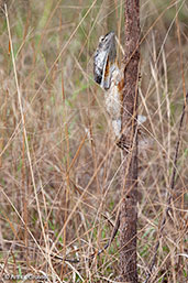 Frilled Lizard, Lakefield N.P., Queensland, Australia, November 2010 - click for larger image