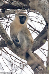 Vervet Monkey, Sof Omar, Ethiopia, January 2016 - click for larger image