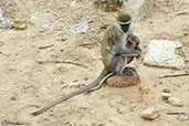 Vervet Monkey, Sof Omar, Ethiopia, January 2016 - click for larger image