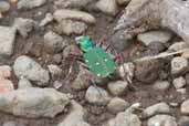 Green Tiger Beetle, Ulva, Mull, Scotland, June 2005 - click for larger image