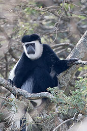 Guereza, Lake Langano, Ethiopia, January 2016 - click for larger image