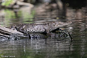 American Crocodile, Cuero y Salado, Honduras, March 2015 - click for larger image