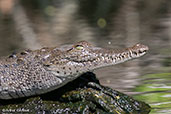 American Crocodile, Cuero y Salado, Honduras, March 2015 - click for larger image