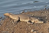 Nile Crocodile, Awash Falls, Ethiopia, January 2016 - click for larger image